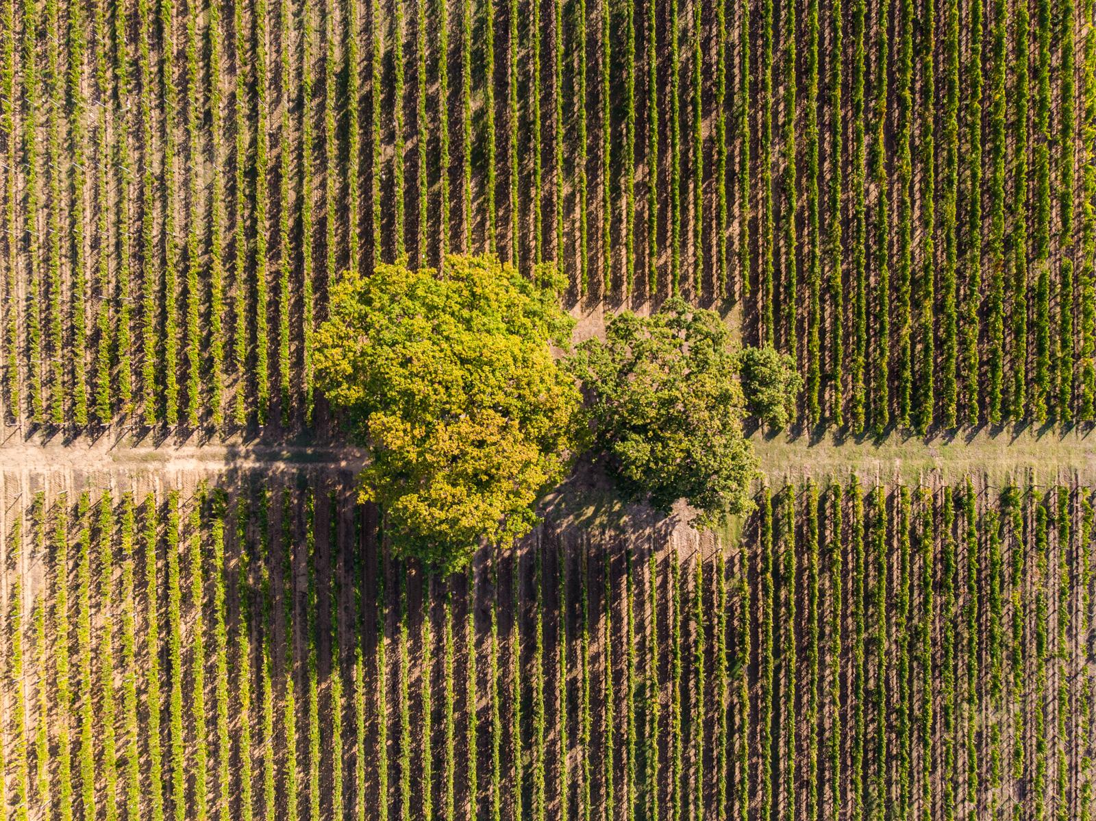 Vigne e querce della tenuta Querciarossa